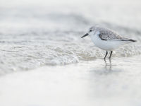 Steeds met de voetjes in het water: de drieteenstrandloper! © Billy Herman