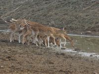 Enkele axisherten maken van de schemer gebruik om een waterhole te bezoeken. © Janco van Gelderen