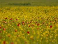 Echte akkerflora is hier nog algemeen dankzij het kleinschalige landgebruik. © Brecht De Meulenaer