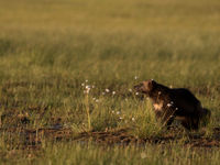 De ondergaande zon zorgt voor een warme gloed over deze geest van de taiga. © Brecht De Meulenaer