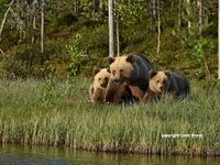 Beren in actie tijdens de reis in Finland waar Jurgen B. helaas wat pech had! Maar natuur kun je niet altijd voorspellen of in de hand hebben... © Leen Brans