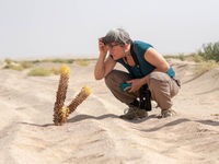 Examen approfondi d'un Cistanche deserticola. © Johannes Jansen