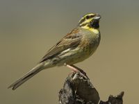 Un mâle de bruant zizi sur son poste de chant © Patrick Keirsebilck 