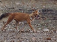 Een dhole op jacht tijdens het vallen van de avond. De soort leeft vooral van kleinere prooien zoals vogels en kleine zoogdieren. © Janco van Gelderen