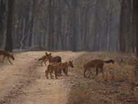 Enkele Aziatische wilde honden steken de baan over. © Janco van Gelderen