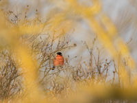 Een noordse goudvink houdt ons in de gaten. © Johannes Jansen