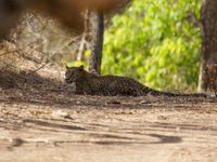 Een luipaard ligt rustend in de schaduw. © Janco van Gelderen