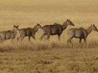 Enkele vrouwtjes nijlgau zwerven door de vegetatie. © Janco van Gelderen