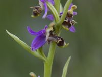 De nombreuses orchidées se trouvent sur l'île, mais cette Ophrys minutula était particulièrement photogénique © Patrick Keirsebilck 