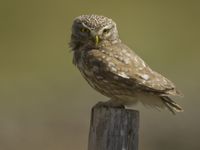 Cette chevêche d'Athéna nous surveille depuis son perchoir © Patrick Keirsebilck 