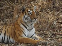 Een portret van een tijger in Tadoba. © Janco van Gelderen