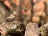 Pipit spioncelle © Johannes Jansen