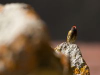 Serin à front rouge © Johannes Jansen