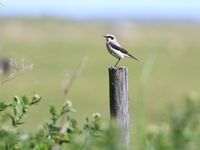 Traquet motteux dans son habitat © Robin Vermylen