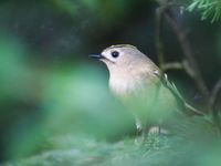 En règle générale les oiseaux sont peu farouches et se laissent observer de prè