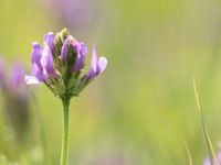 De superbes fleurs sont observées en Estonie © Robin Vermylen