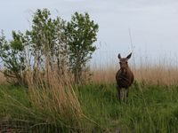 Moment fort de cette excursion en bateau : élan sur la rive © Robin Vermylen