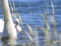 Bébé cygne © Robin Vermylen