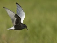 Witvleugelsterns hebben een invasief voorkomen, waarbij ze sommige jaren algemeen, sommige jaren schaars zijn. © Patrick Keirsebilck 