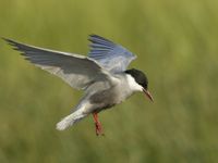 Une guifette moustac en quête de nourriture au-dessus des marais