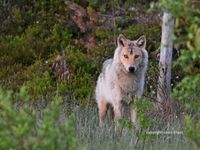 Oog in oog met WOLF © Leen Brans