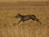 Een wolf tijdens volle sprint van een jachtsessie. © Janco van Gelderen