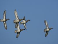 De nombreux canards migrateurs transitent par Lesbos, comme ce flock de sarcelles d'été © Patrick Keirsebilck 