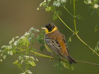 Un mâle de bruant mélanocéphale sur son poste de chant