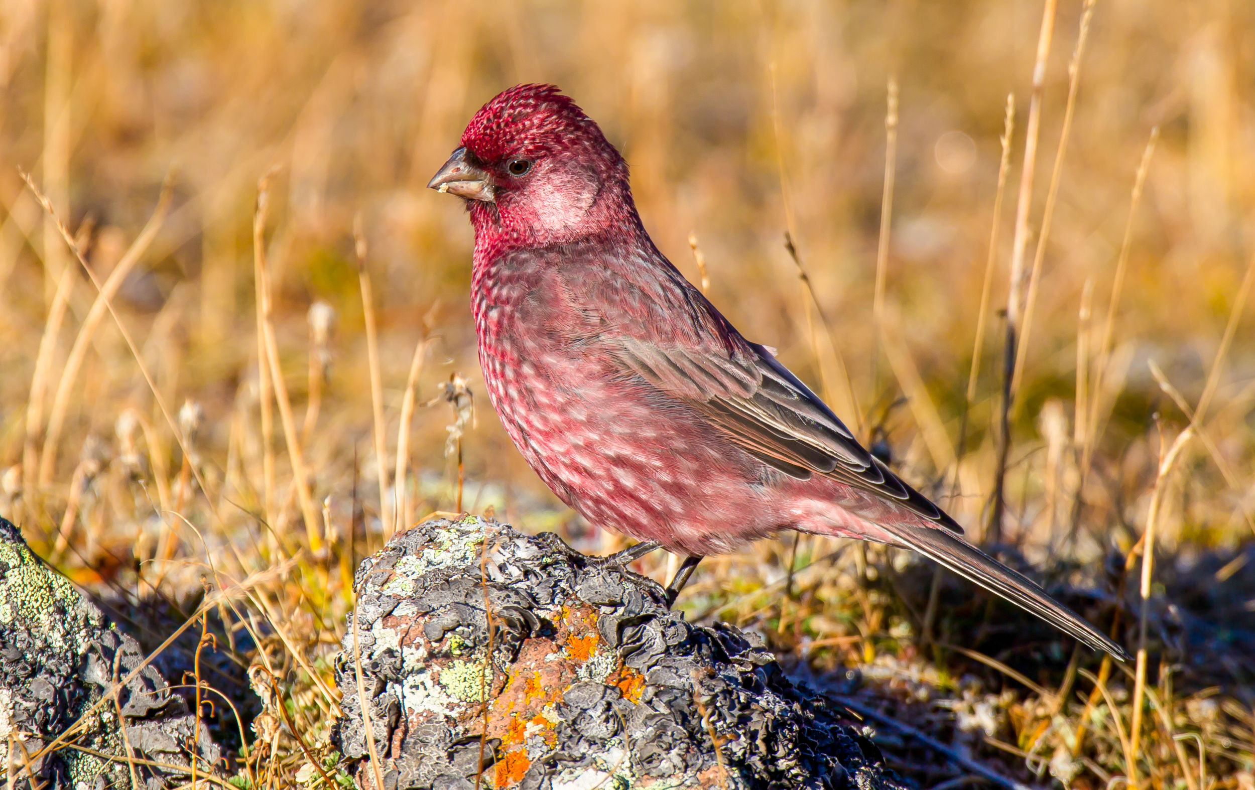 Trip report: birding tour to Georgia: beautiful Caucasus and impressive ...