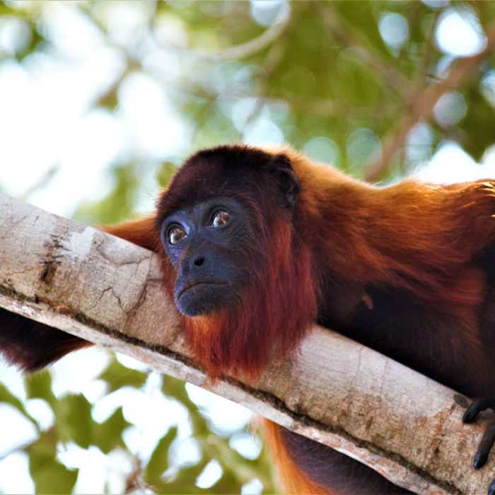 Venezuelan red howler monkey. © Fred Pansa