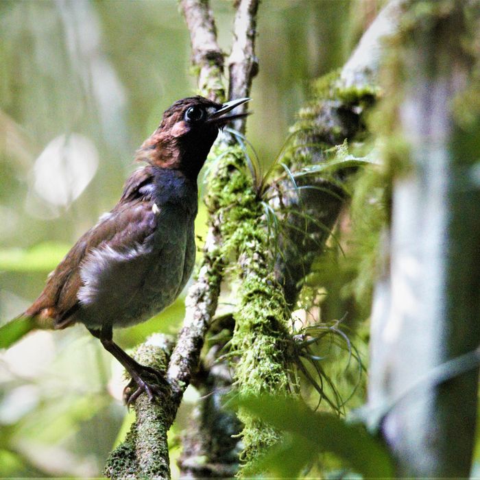 Na lang wachten kunnen we dan toch genieten van de black-faced antthrush. © Fred Pansa