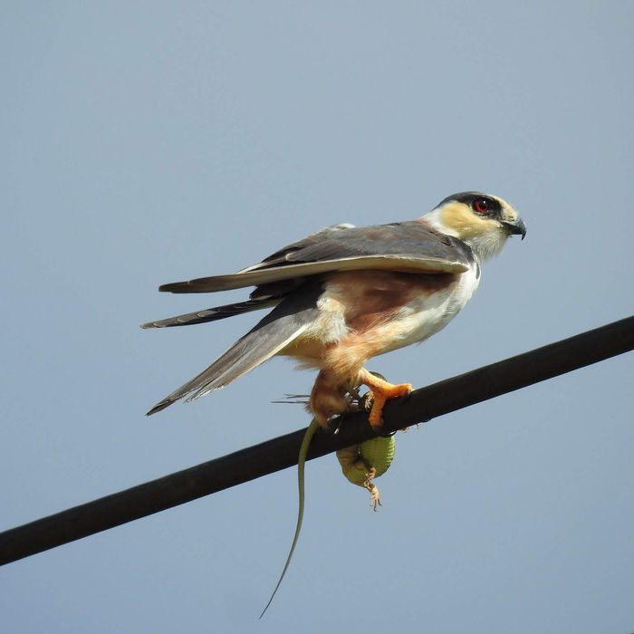 Een pearl kite verorbert een hagedis als prooi. © Fred Pansa