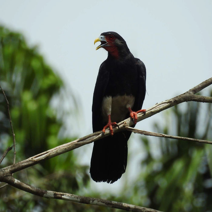 Red-throated caracara. © Fred Pansa