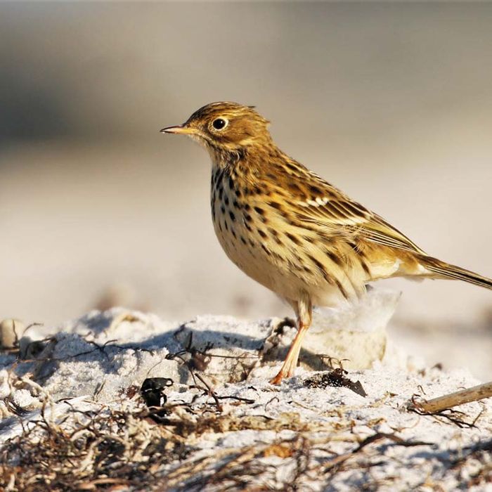 Un autre oiseau attiré par les laisses de marées : le pipit farlouse. Graspieper