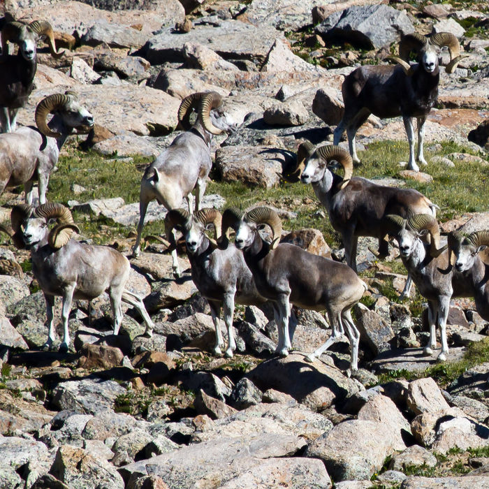 Altai argali op een bergflank. © STARLING reizen
