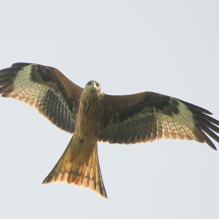 Een juveniele rode wouw kwam met momenten wel heel dicht. © David 'Billy' Herman