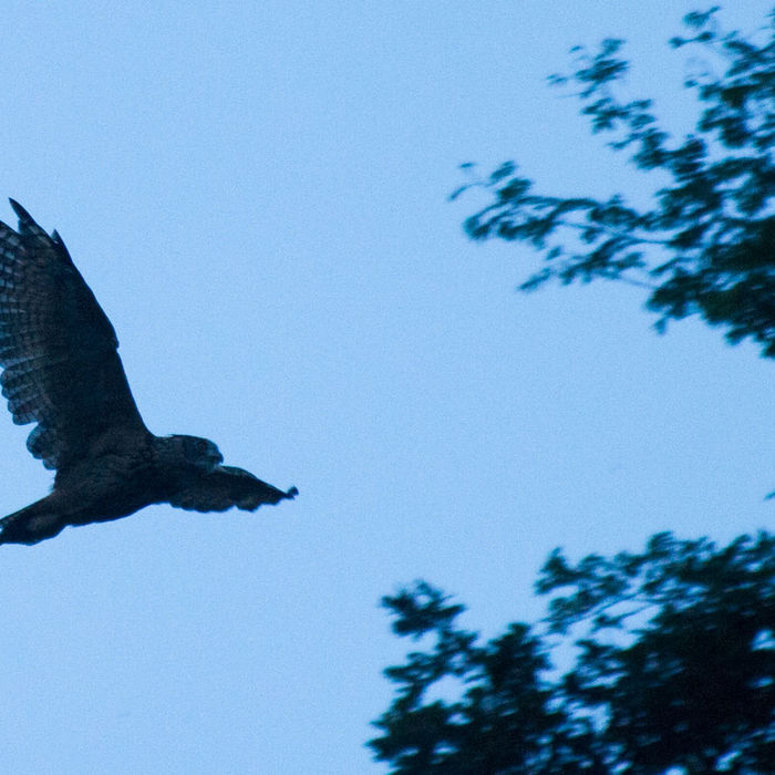 Oehoe vliegt de duisternis in op jacht. © David 'Billy' Herman