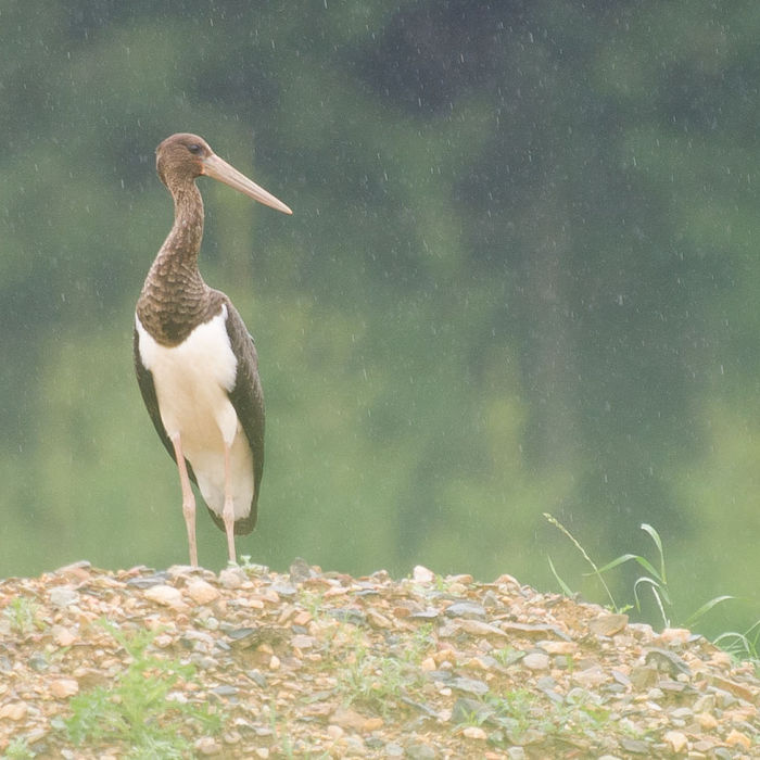 Een juveniele zwarte ooievaar liet zich schitterend bewonderen. © David 'Billy' Herman
