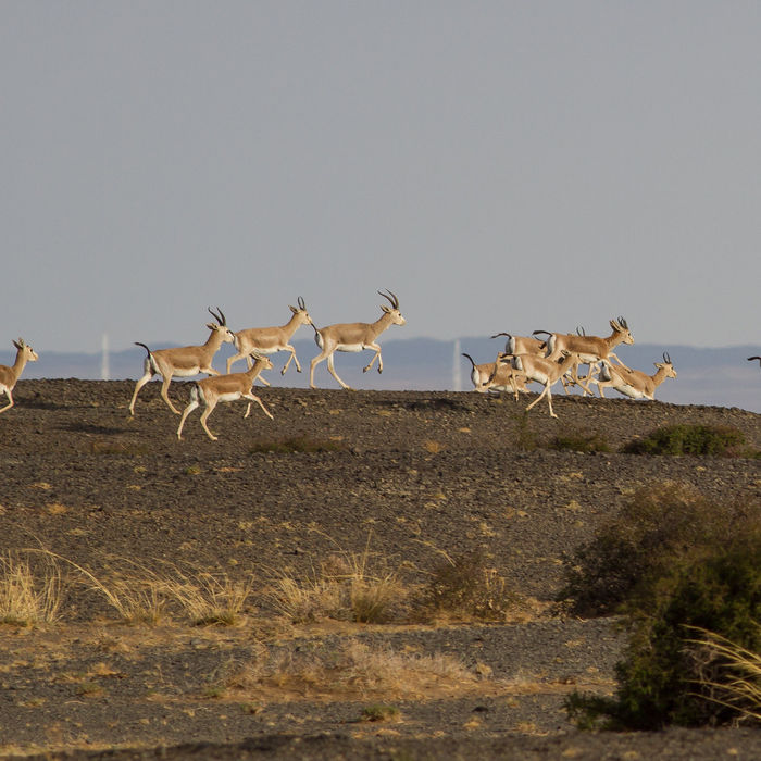Goitered gazelles rennen door het landschap. © STARLING reizen