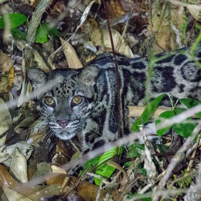 Oog in oog met de Clouded Leopard. 