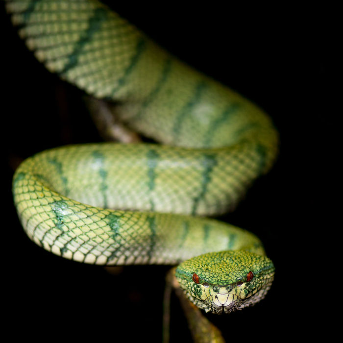 Wragler's pit viper. 