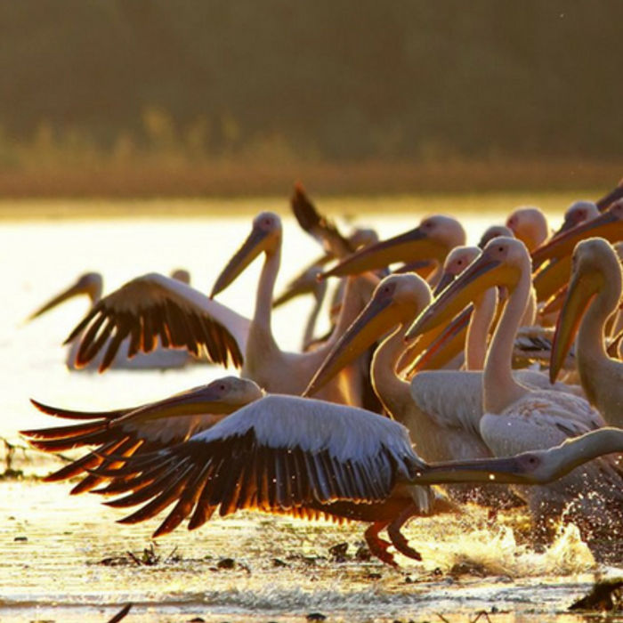 Een groep pelikanen in de Donaudelta in Roemenië. © Daniël Petrescu