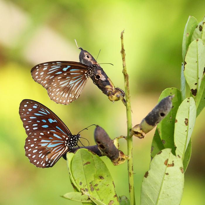 Dark-blue tiger - Tirumala septentrionis. © Geert Beckers