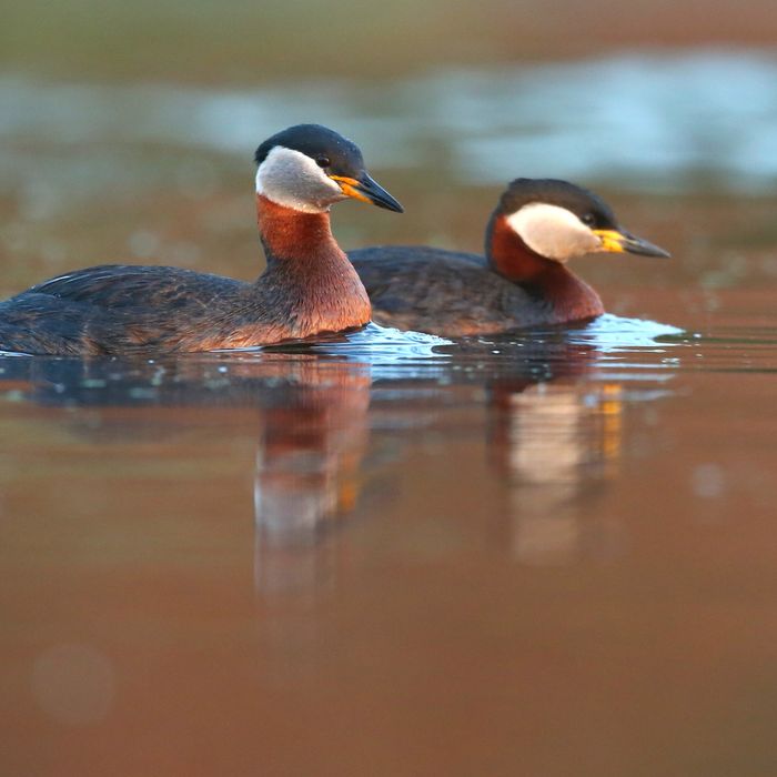© Janos Olah / STARLING reizen