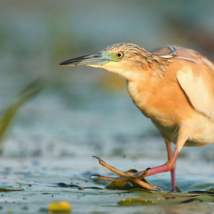 © Janos Olah / STARLING reizen
