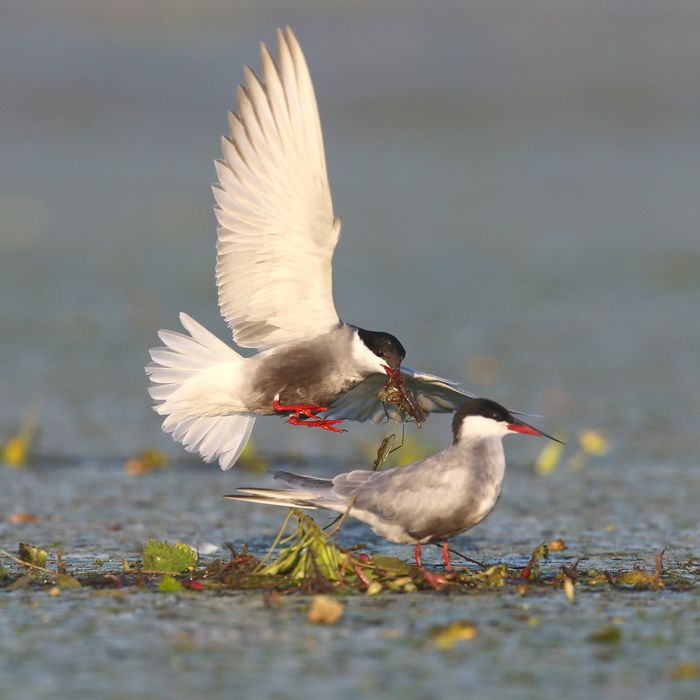 © Janos Olah / STARLING reizen