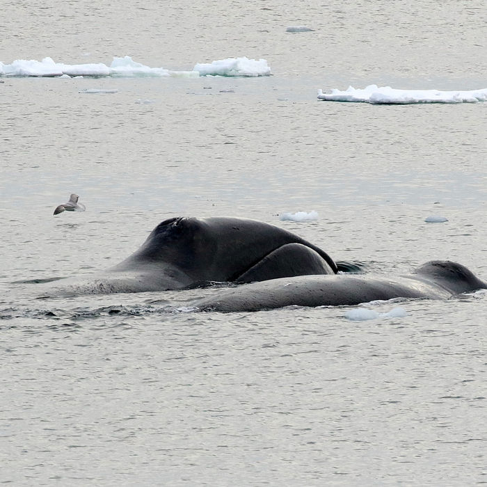 Rencontre avec les baleines boréales. © Wim Duran