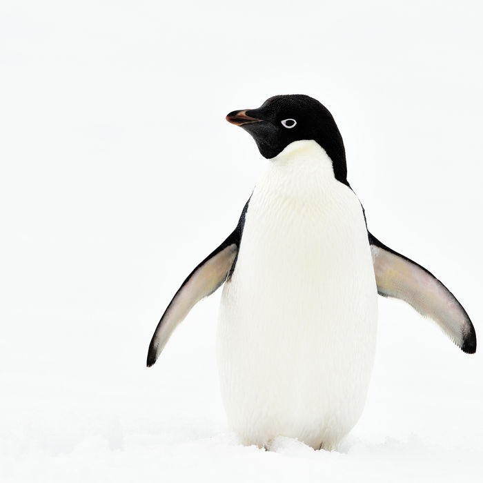 Adelie penguin © Yves Adams