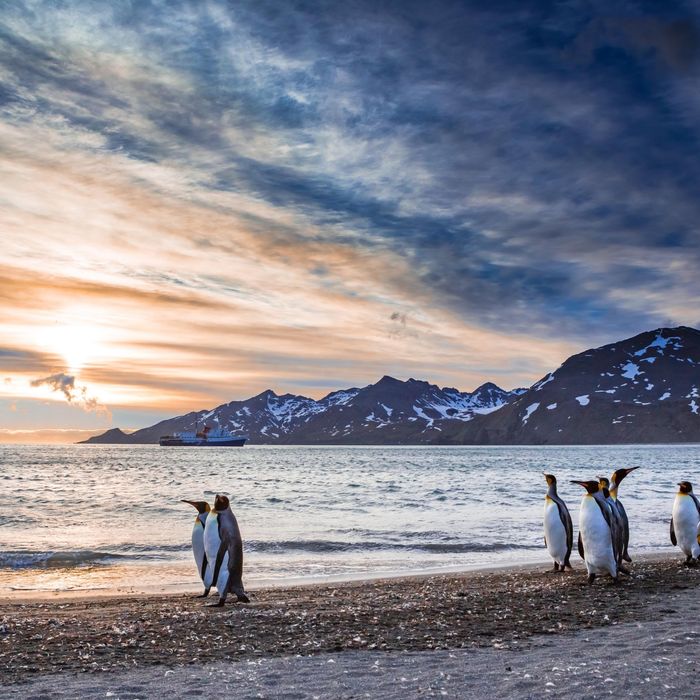 King penguins © STARLING