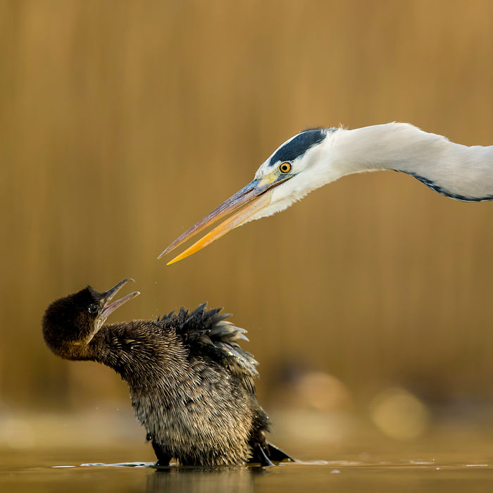 © Bence Maté/STARLING reizen